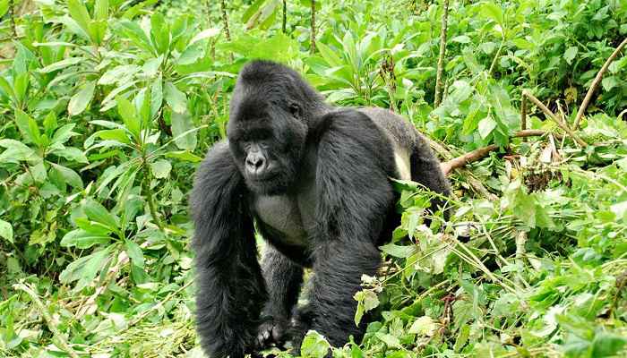 3 Days Rwanda Gorilla Tracking Safari, Gorilla Trekking Car Rental