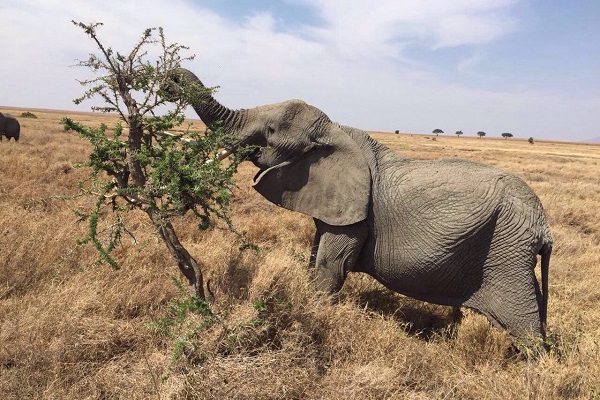 Elephant in serengeti