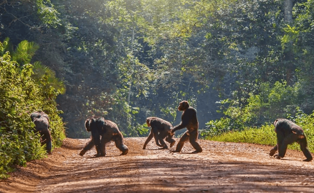 Chimpanzee Trekking In Nyungwe Forest With 4x4 Car Rental Rwanda, 10 Most Visited Places On East African Self Drive Safaris