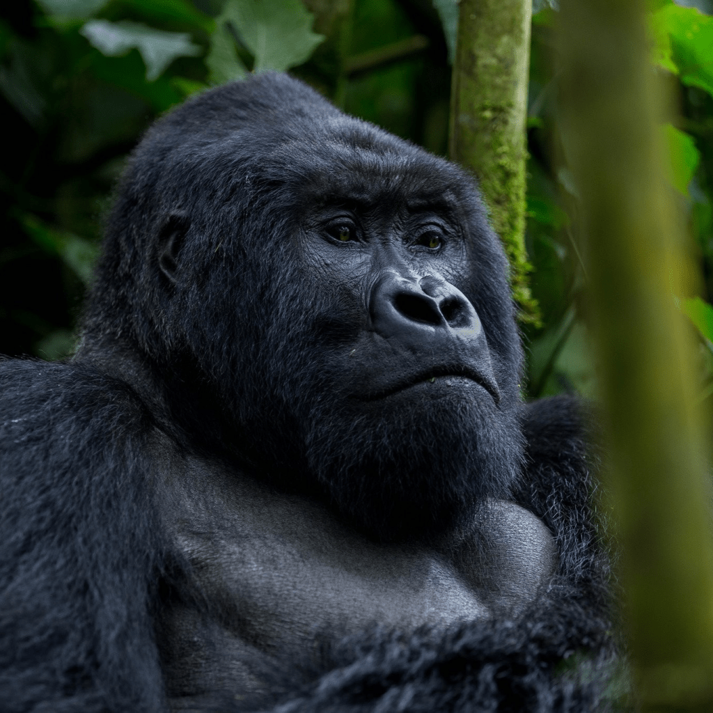 Best Car Rental for Gorilla Trekking in Rwanda Discover Bwindi Impenetrable National Park