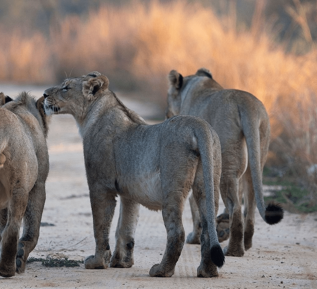 Discover Selous Game Reserve with 4x4 Car Rental Rwanda