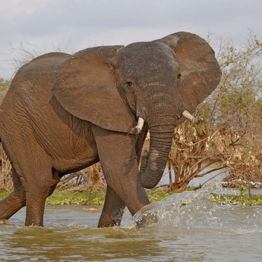 Visit Selous Game Reserve with 4x4 Car Rental Rwanda