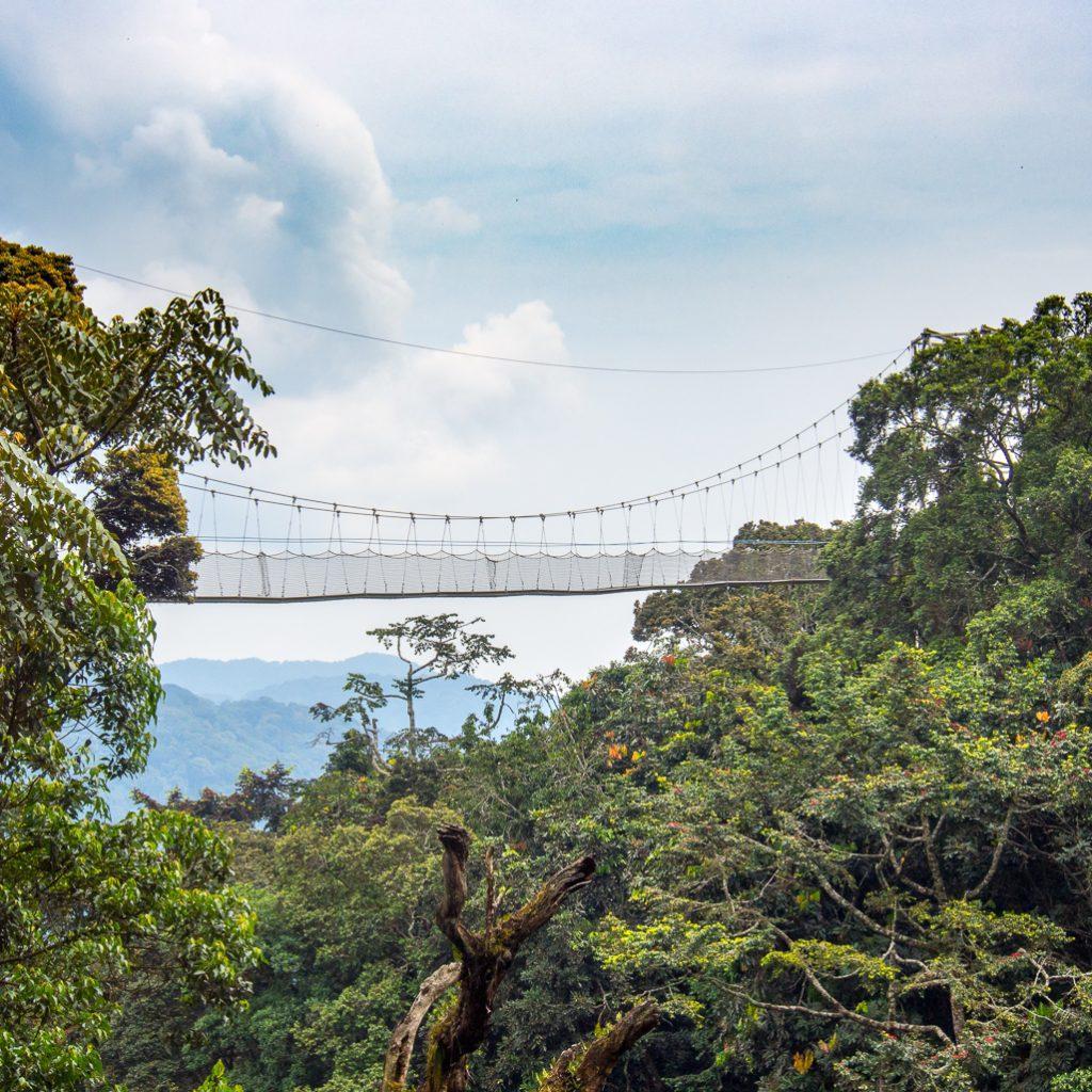 canopy trekking nyungwe 4x4 car rental rwanda