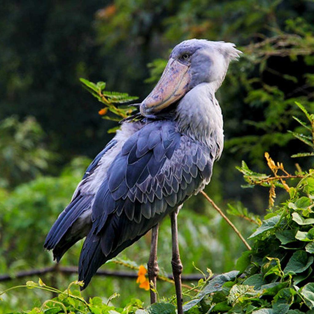 day shoe bill birding tour mabamba swamp4x4 car rental rwanda