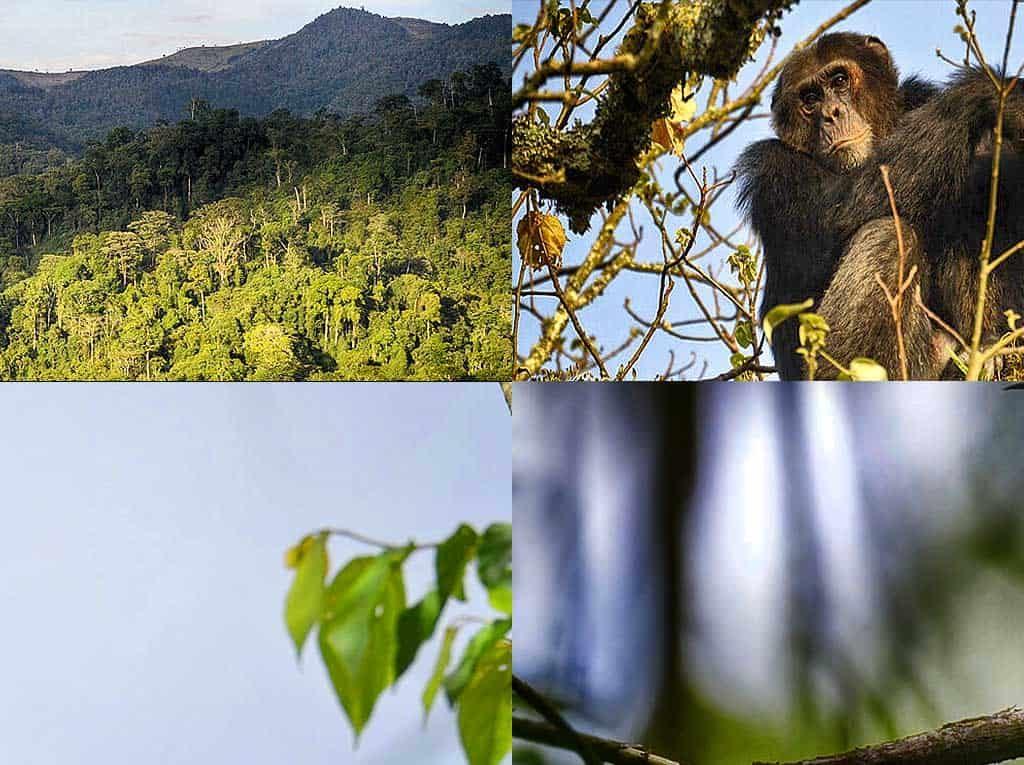 gishwati mukura national park go 4x4 car rental rwanda