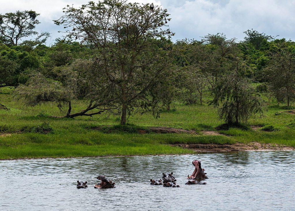 group of hippos in Lake Rwanyakazinga 4x4 car rental rwanda
