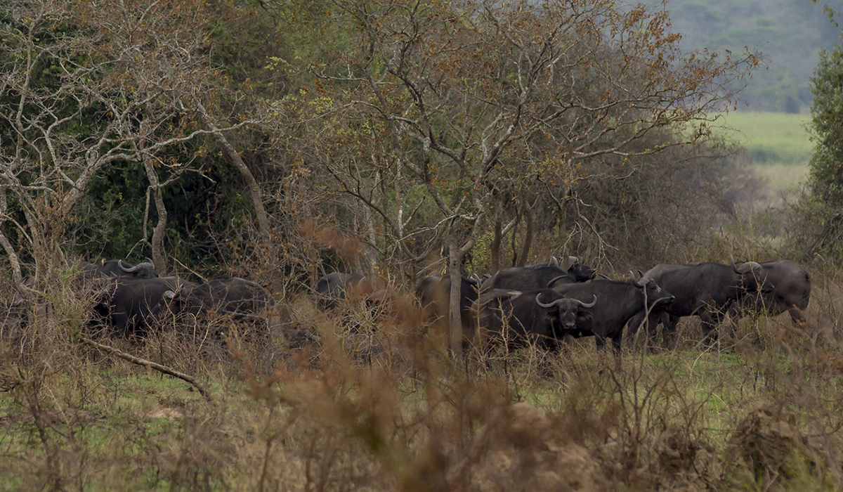 The Return of the Big Five in Akagera National Park