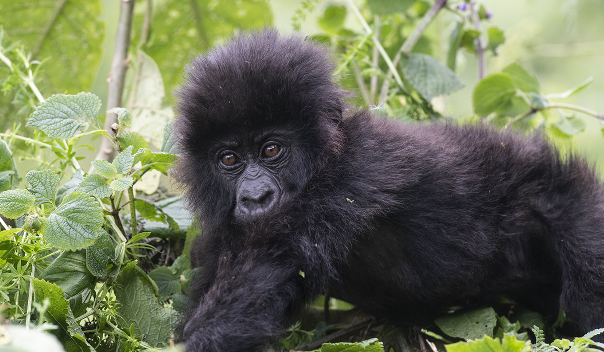 Rwanda Safari vs Uganda Safari