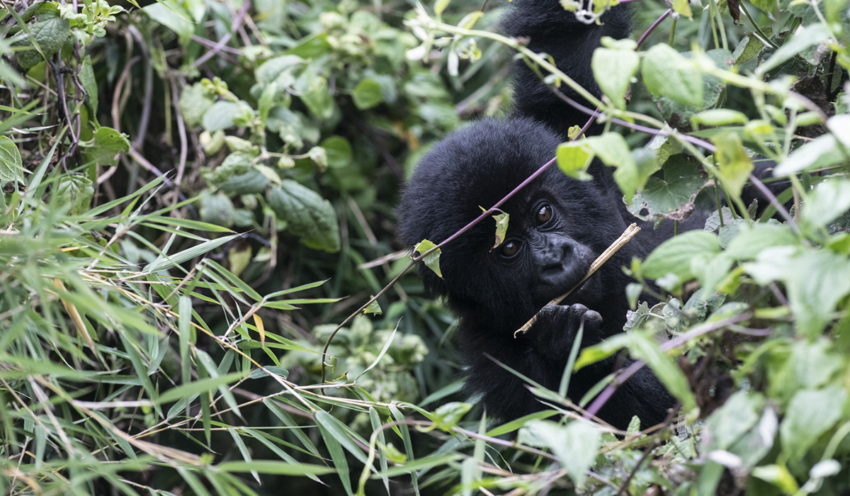 Rwanda in 10 Days