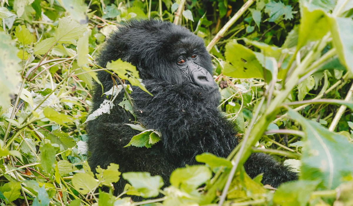 Planning a Rwanda Road Trip