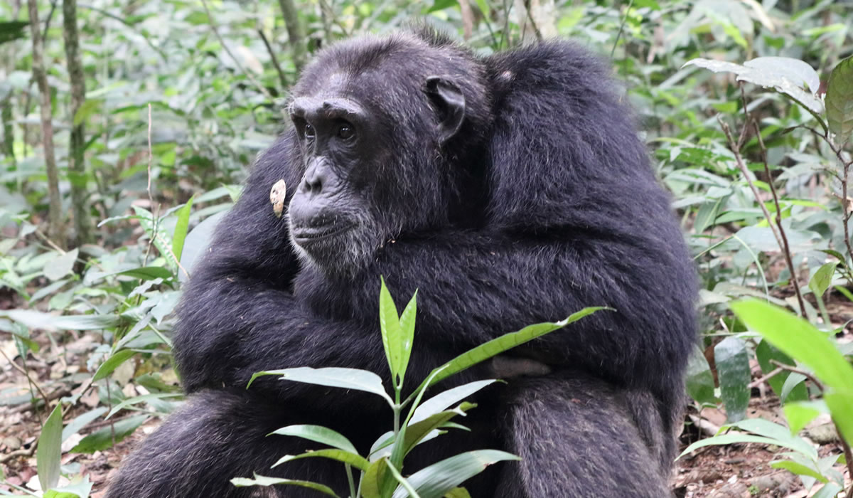 Chimpanzee Trekking in Nyungwe Forest