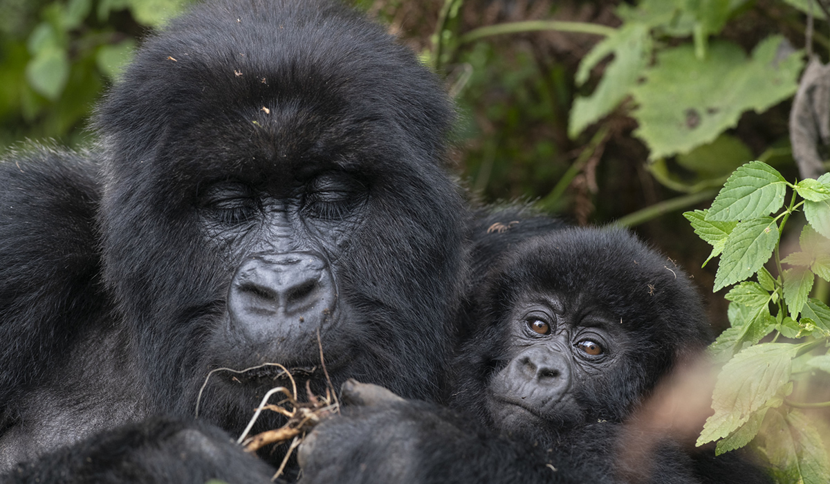 Coming Face to Face with a Silverback