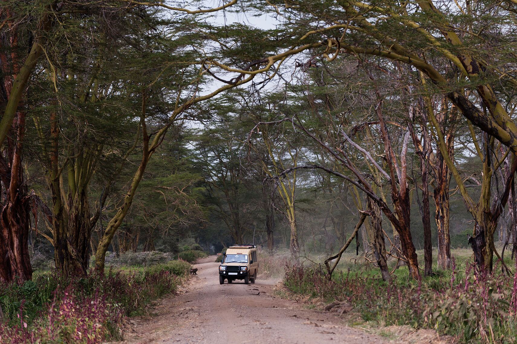 Rental car on a scenic road trip through the hills of Rwanda