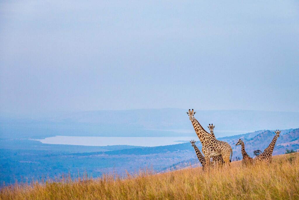 Safari 4x4 Rwanda: Best Vehicles for Akagera National Park