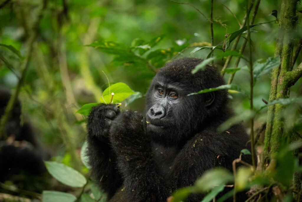 Bwindi national park - 4x4 Car Rental Rwanda