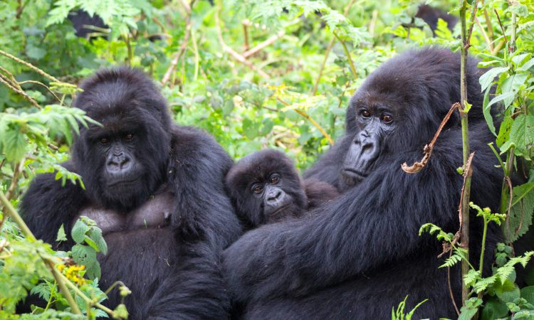 Gorilla Trekking Permits Explained: What They Actually Cost and How to Book for 2026