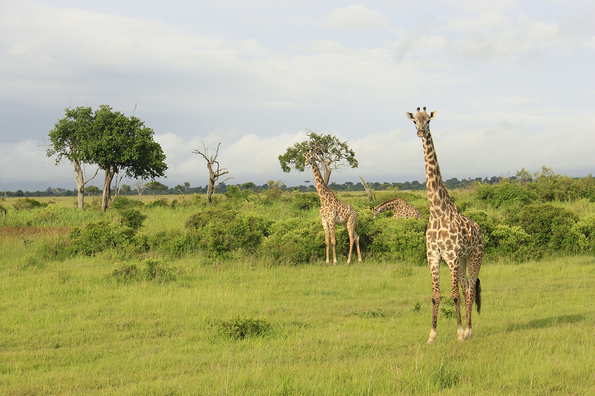 Murchison Falls