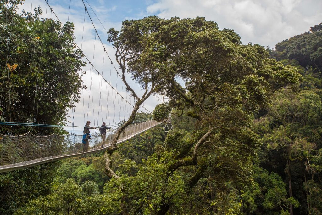 Misty rainforest canopy of Nyungwe Forest National Park in southern Rwanda