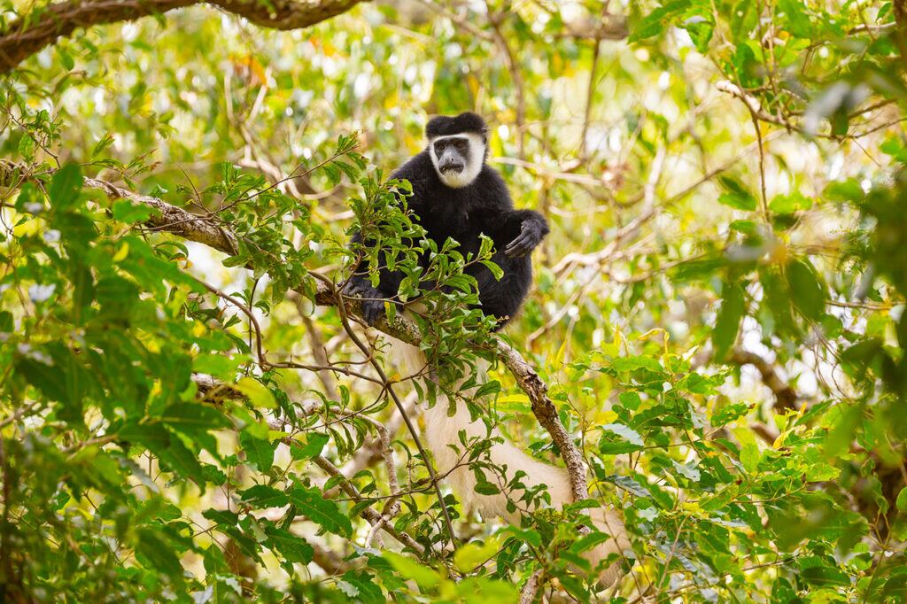 Nyungwe national park1 - 4x4 Car Rental Rwanda