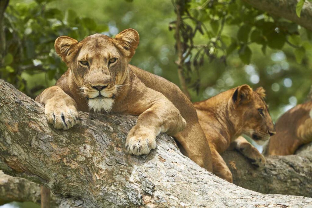 Queen elizabeth national park - 4x4 Car Rental Rwanda