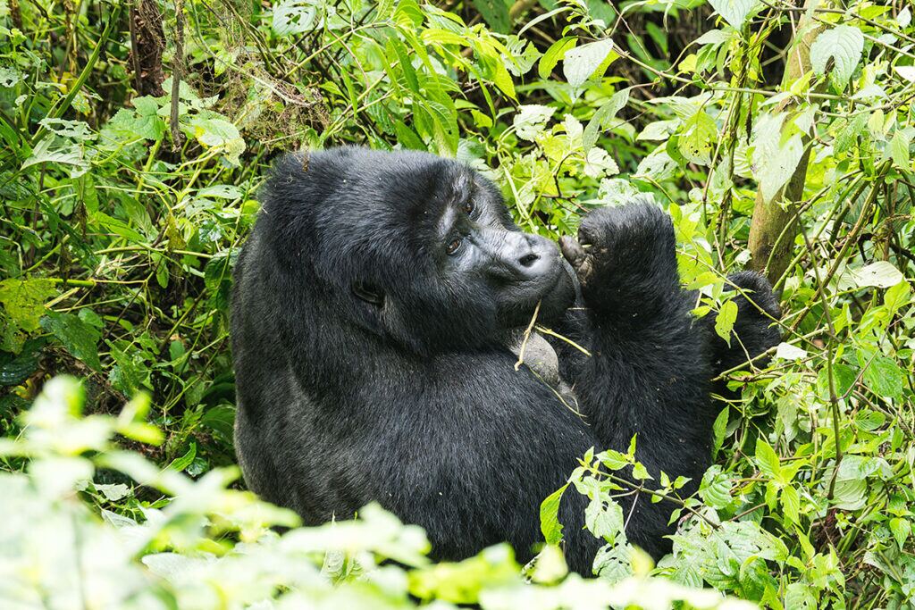 15 days Uganda& Rwanda Safari