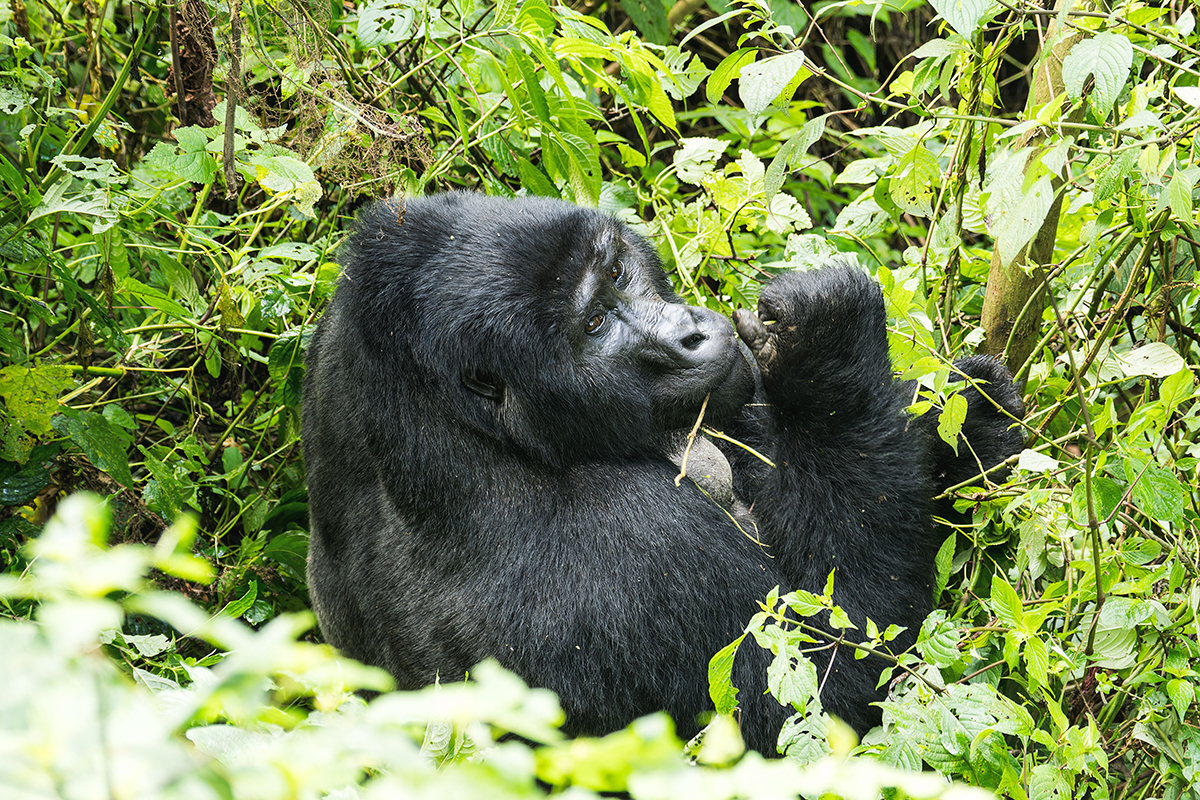 15 days Uganda& Rwanda Safari