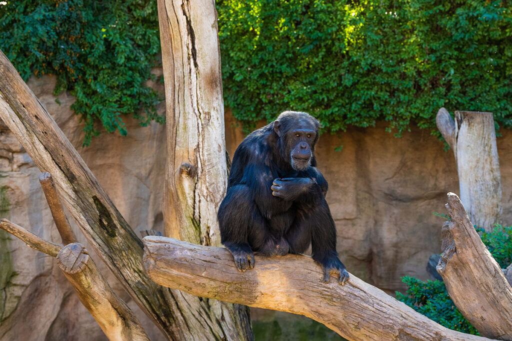 Chimpanzee - 4x4 Car Rental Rwanda