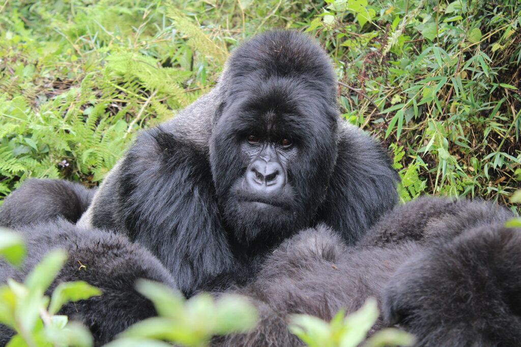 full day gorilla trekking