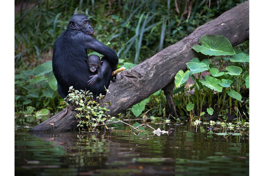 Mountain gorilla in the bamboo forest during gorilla trekking in Volcanoes National Park