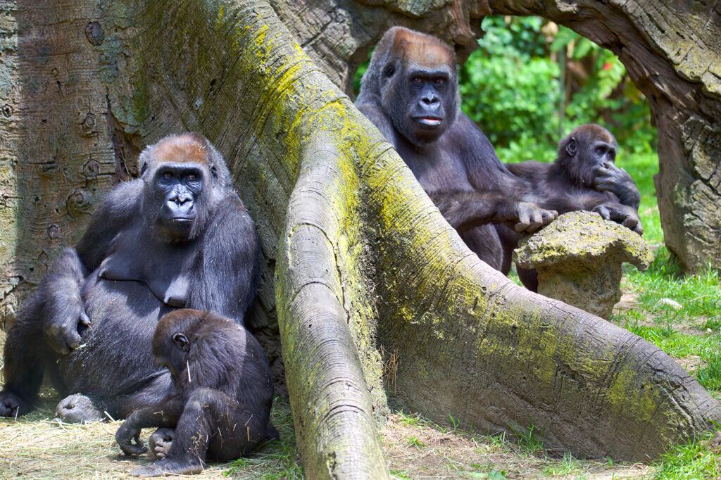 gorilla trekiing