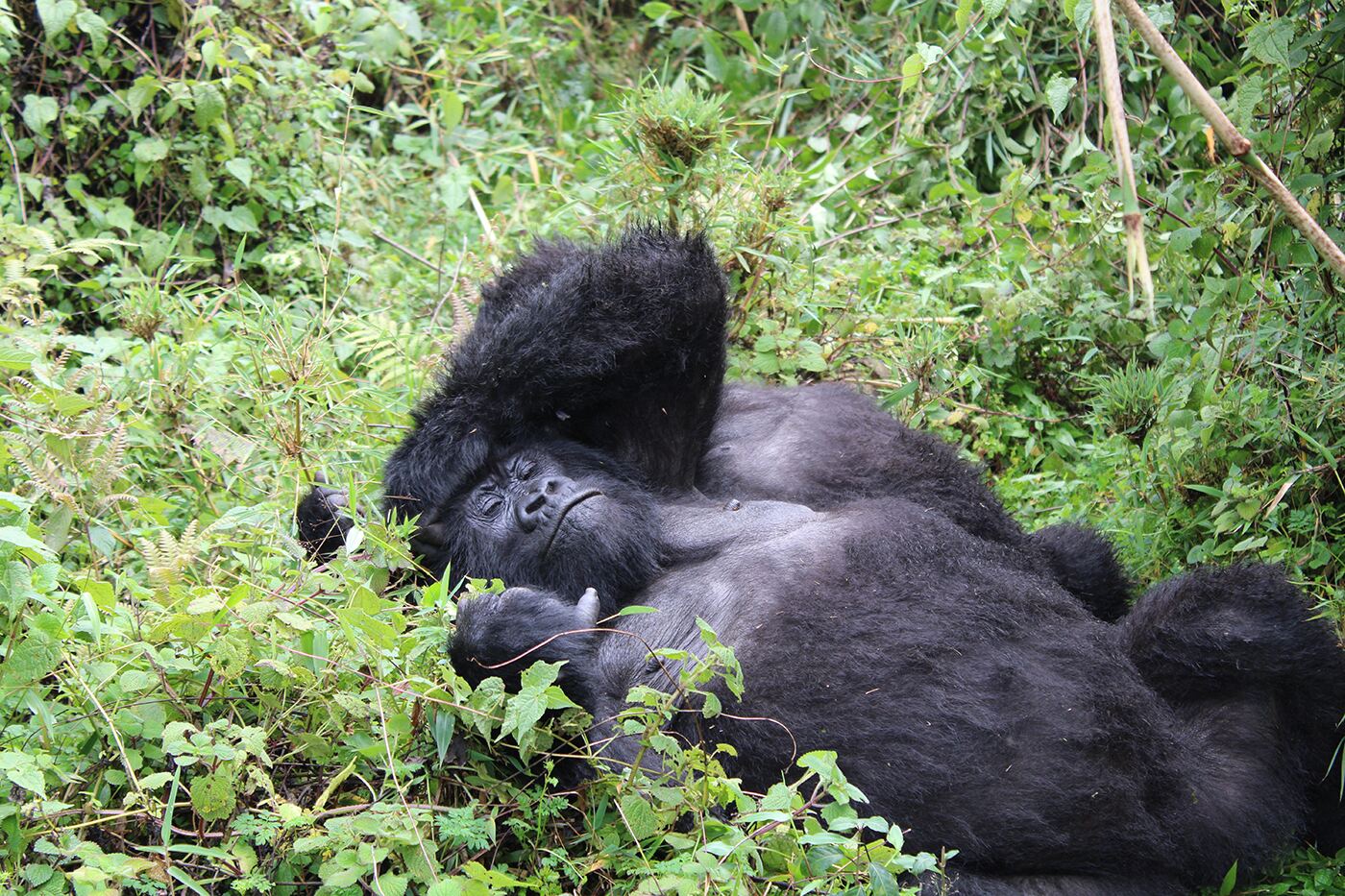 Gorilla trekking rwanda