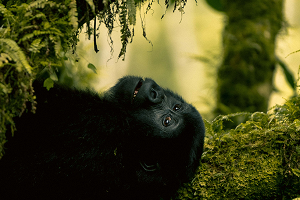 Mgahinga National Park