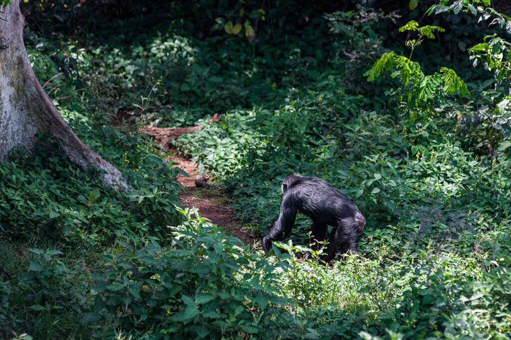 Rwanda Gorilla