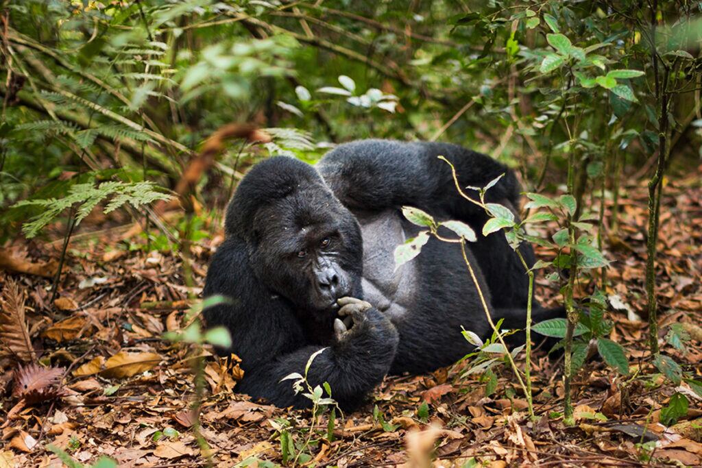 Musanze Car Rental Rwanda for Volcano Trekking Access